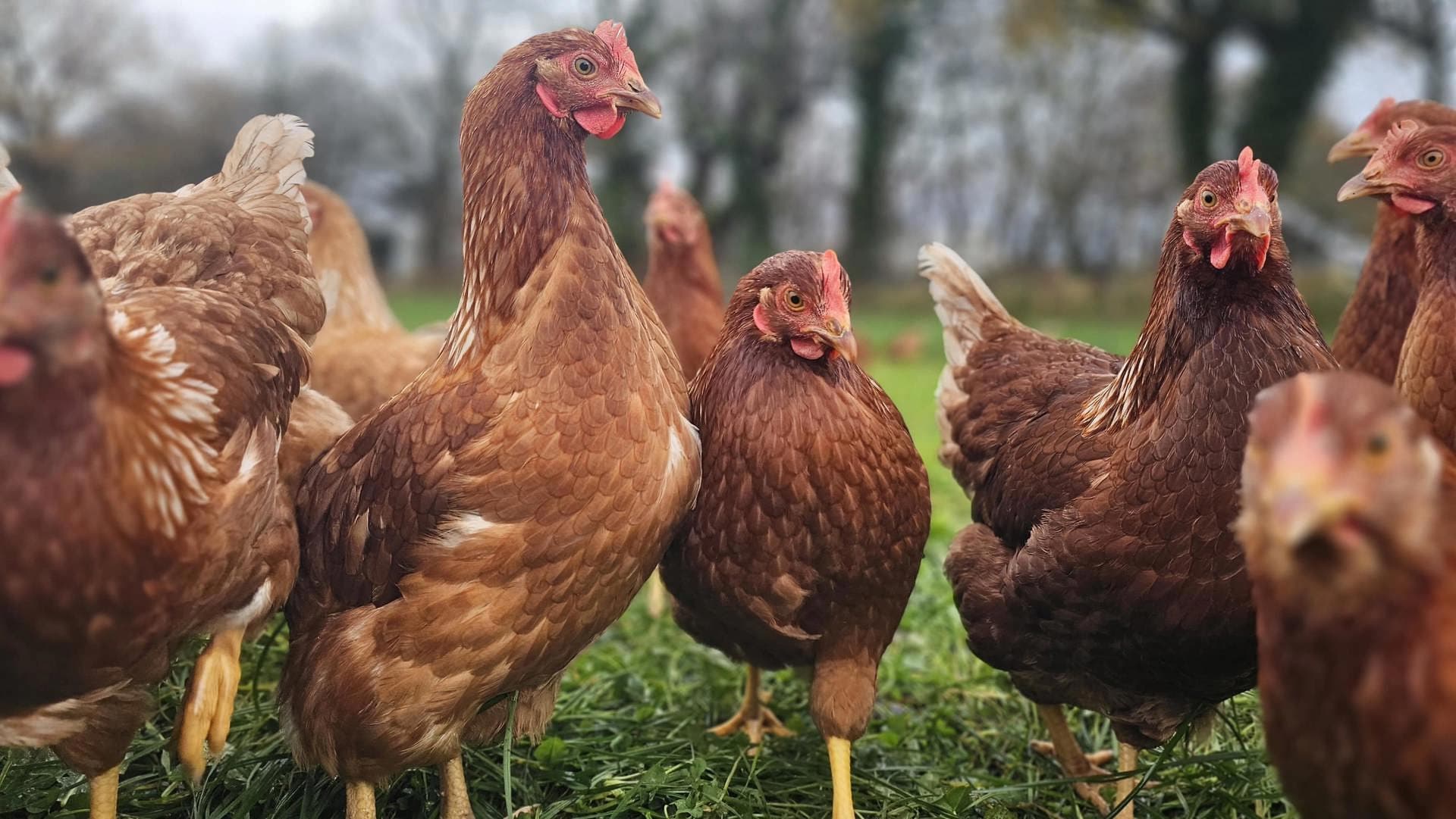 Help Us Shape the Future of Jersey’s Food System