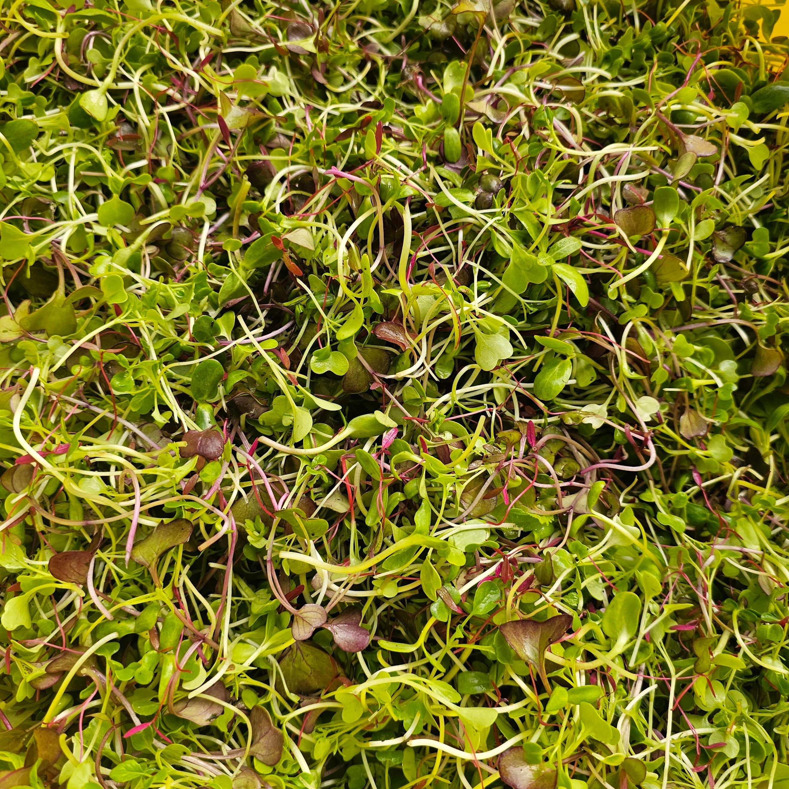 Image of the product